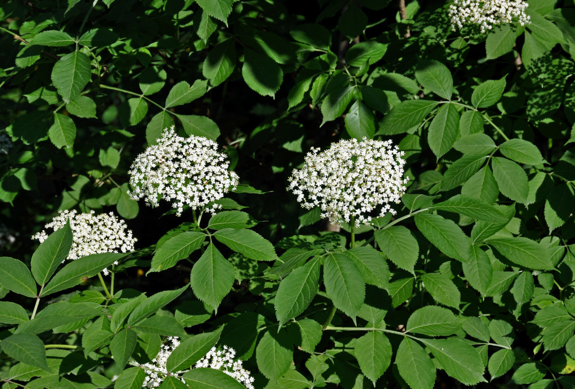 Image of Sambucus nigra specimen.