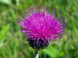 Cirsium heterophyllum