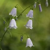 Adenophora liliifolia. Часть соцветия. Новосибирская обл., Ордынский р-н, окр. с. Новопичугово, берёзовые околки. Август 2010 г.