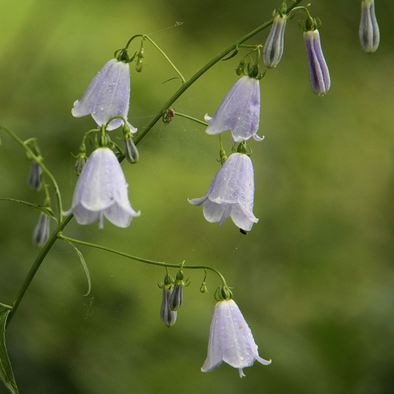 Изображение особи Adenophora liliifolia.