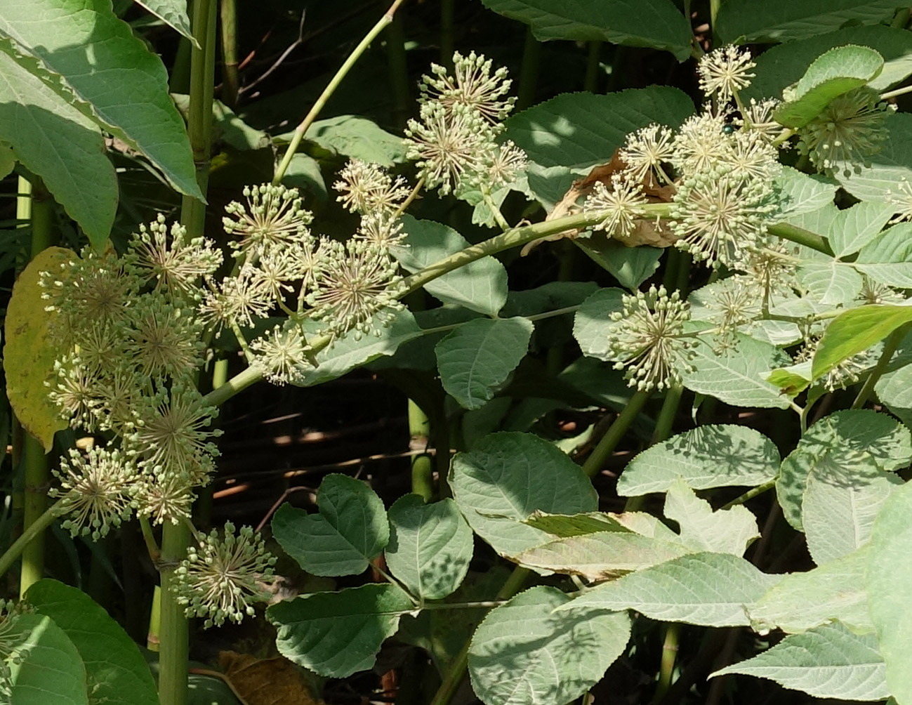 Image of Aralia cordata specimen.