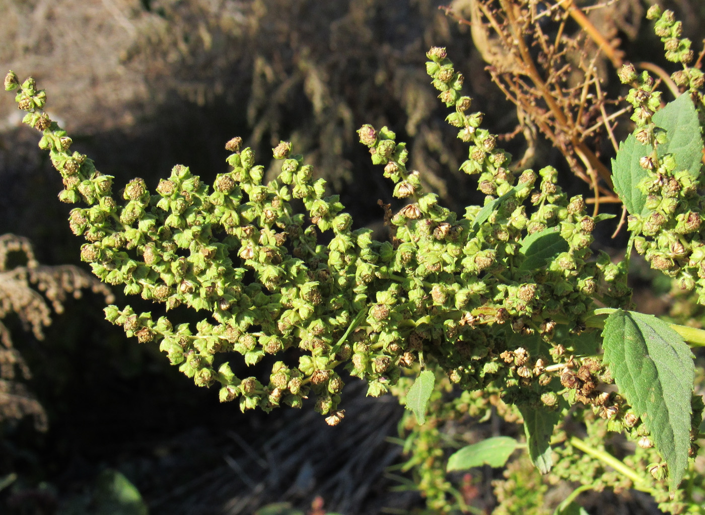 Image of Cyclachaena xanthiifolia specimen.