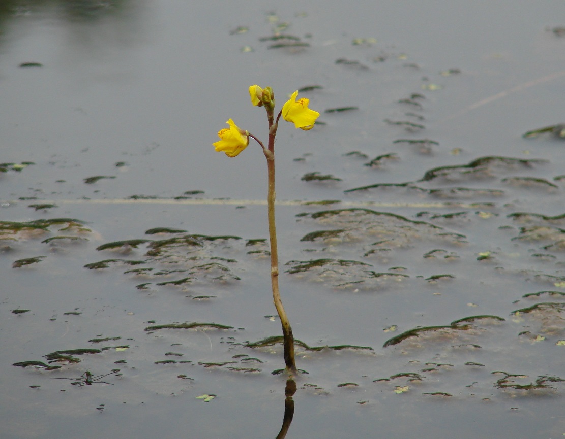 Image of Utricularia vulgaris specimen.