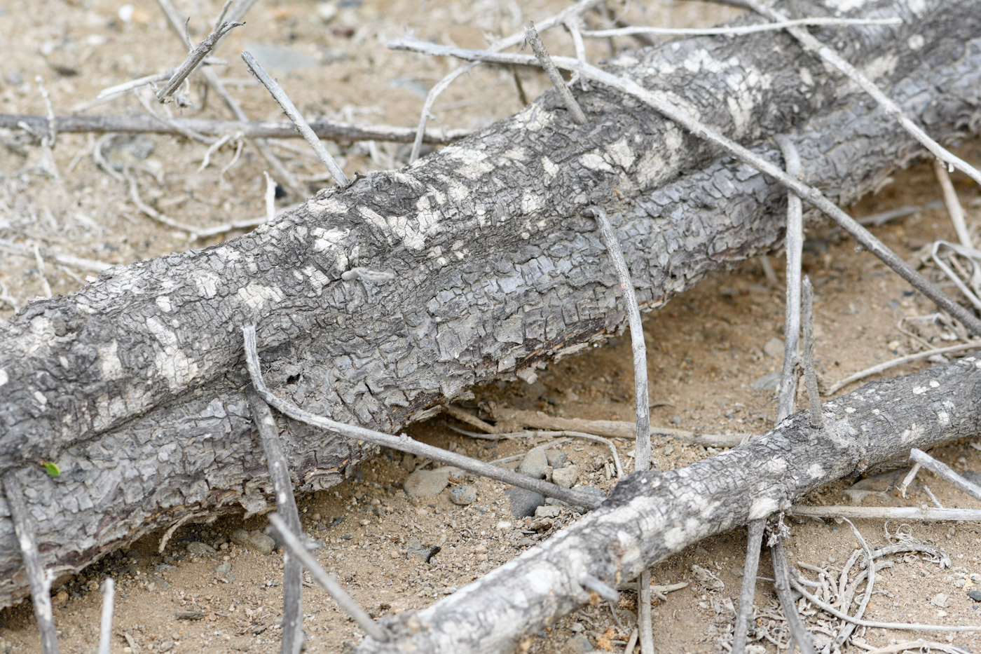 Изображение особи Cryptocarpus pyriformis.