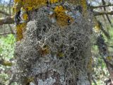 Tornabea scutellifera. Талломы с апотециями. Дагестан, окр. с. Талги, облесённый склон, на стволе дерева. 22.04.2019.