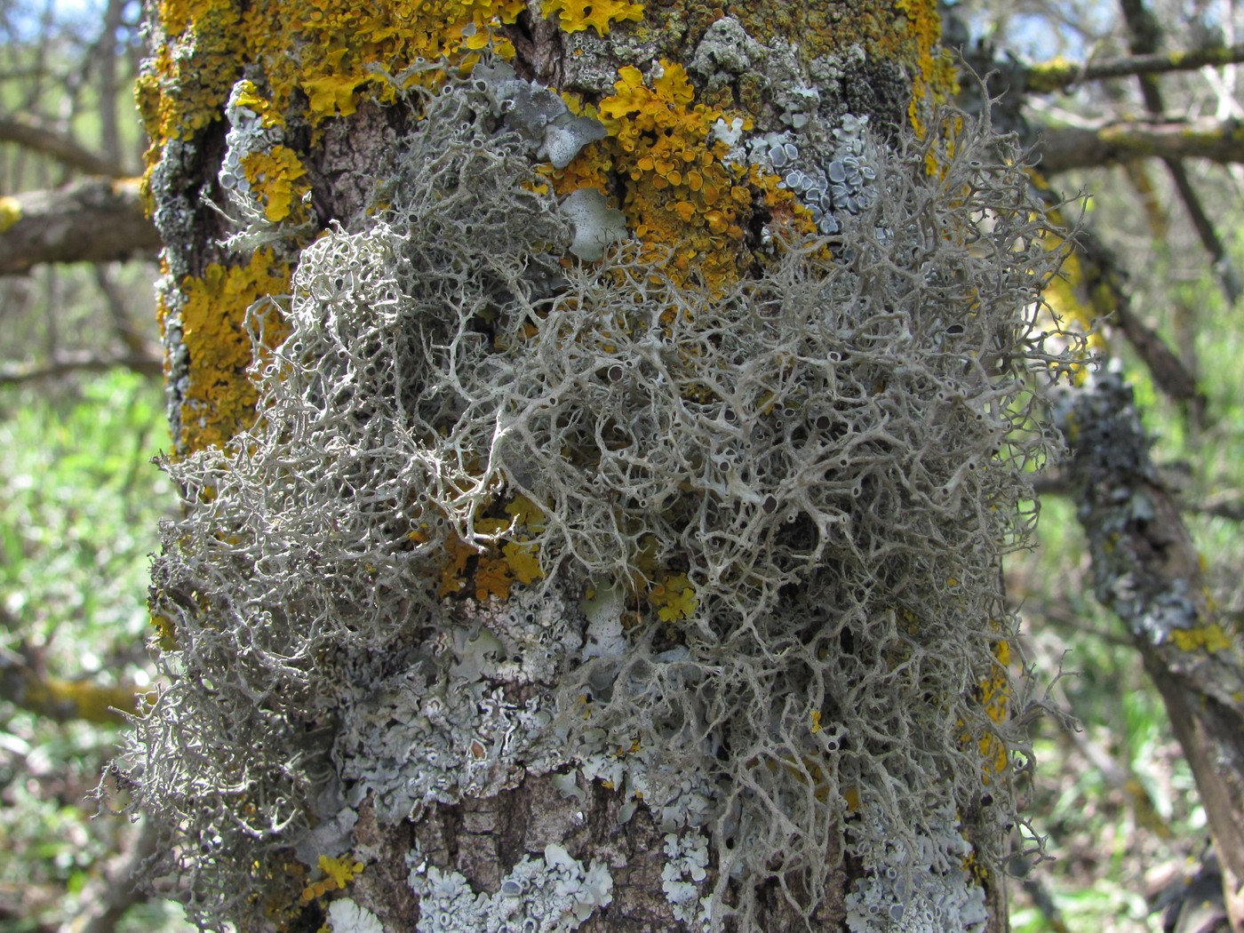 Image of Tornabea scutellifera specimen.