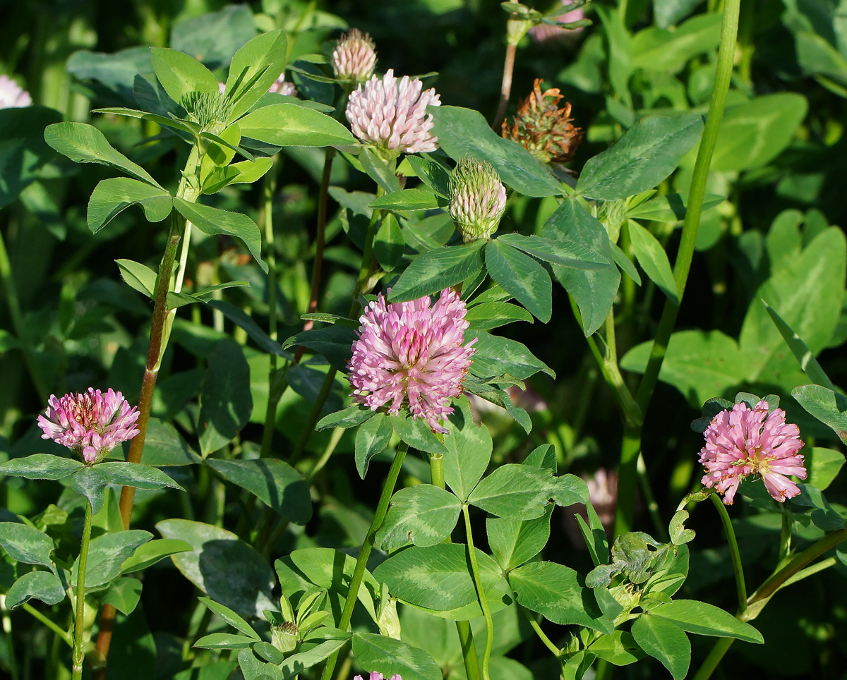 Изображение особи Trifolium pratense.