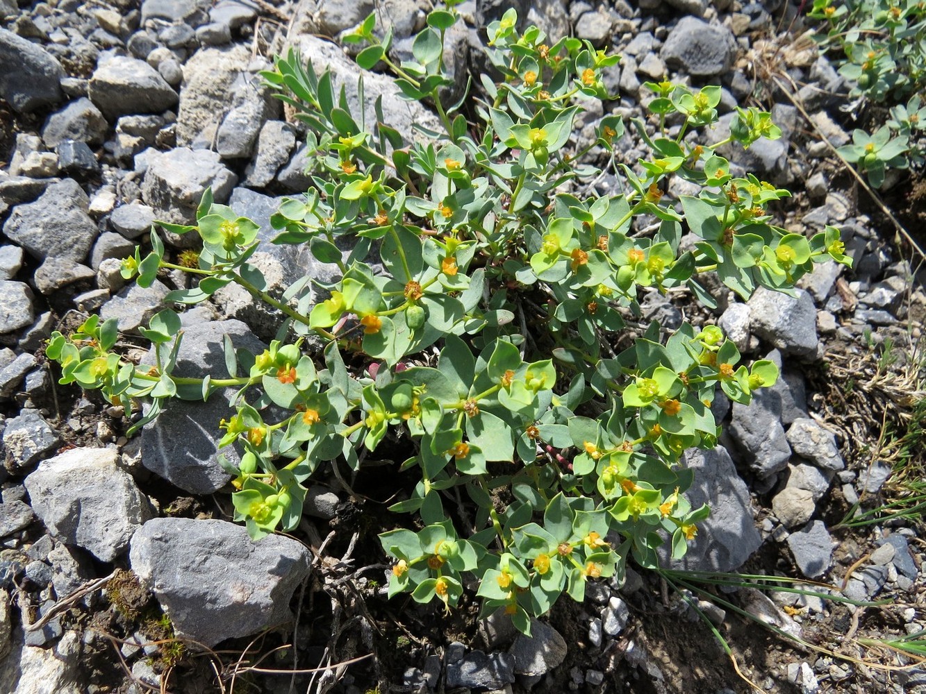 Изображение особи Euphorbia humilis.