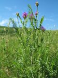 Astragalus onobrychis. Цветущее растение. Казахстан, Восточно-Казахстанская обл., Калбинский Алтай, лугово-степные низкогорья в окр. пер. Таргын. 21 июня 2019 г.