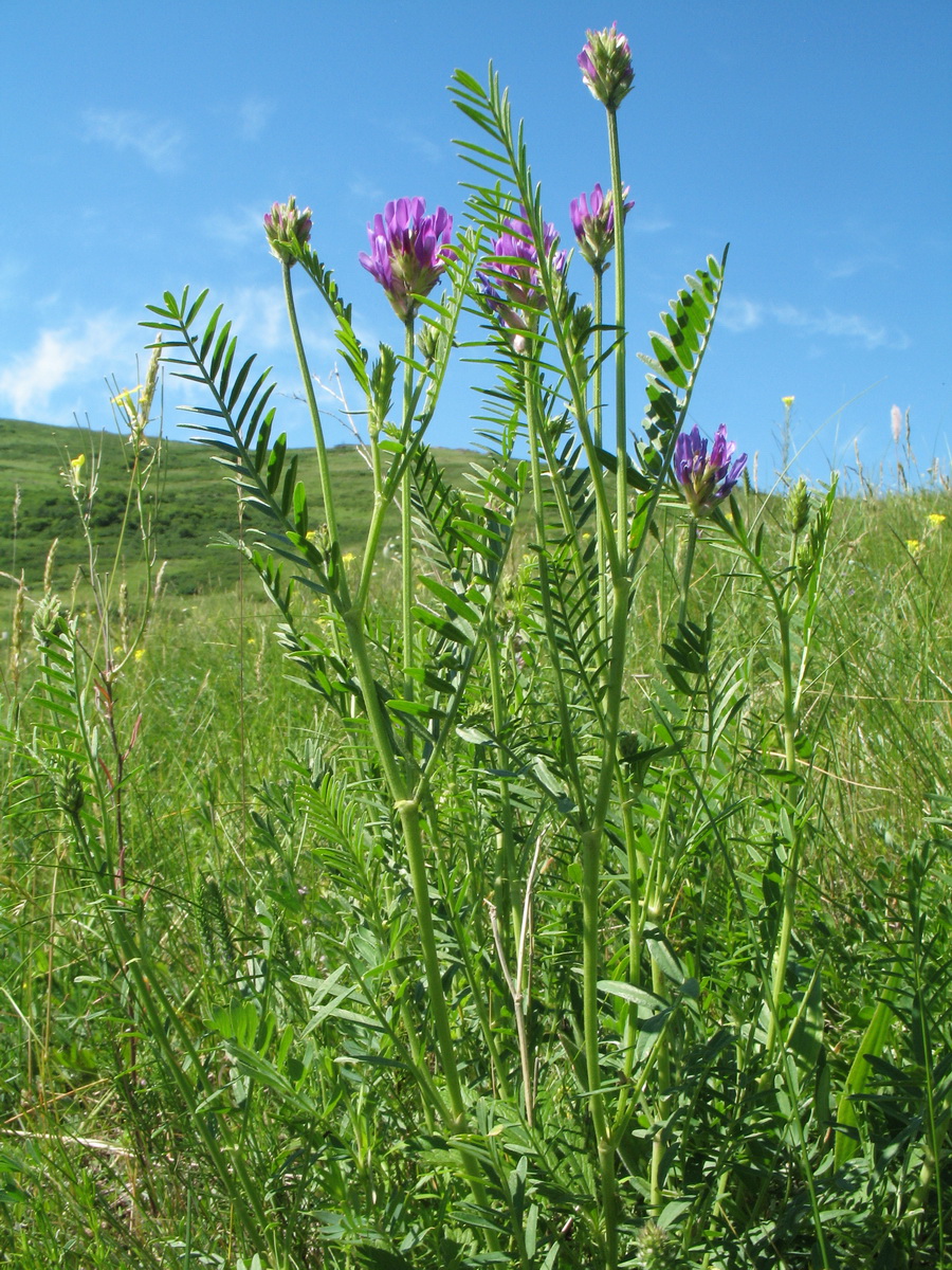 Image of Astragalus onobrychis specimen.