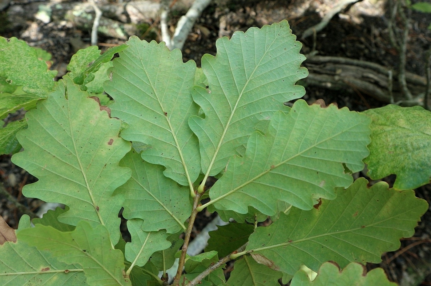 Изображение особи Quercus petraea.