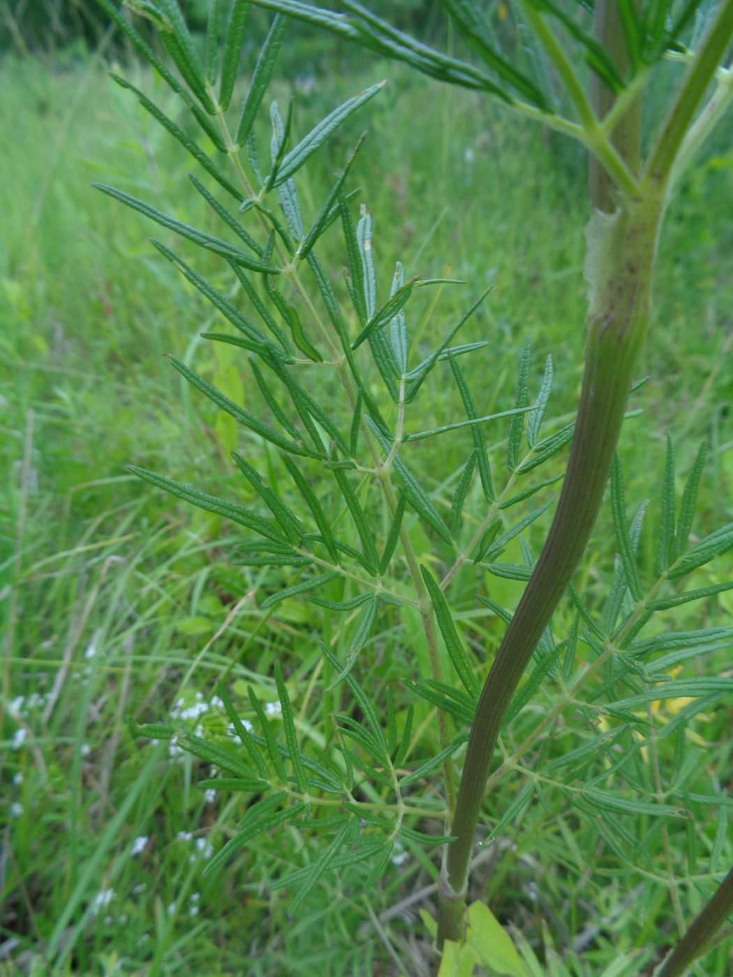 Image of Thalictrum lucidum specimen.