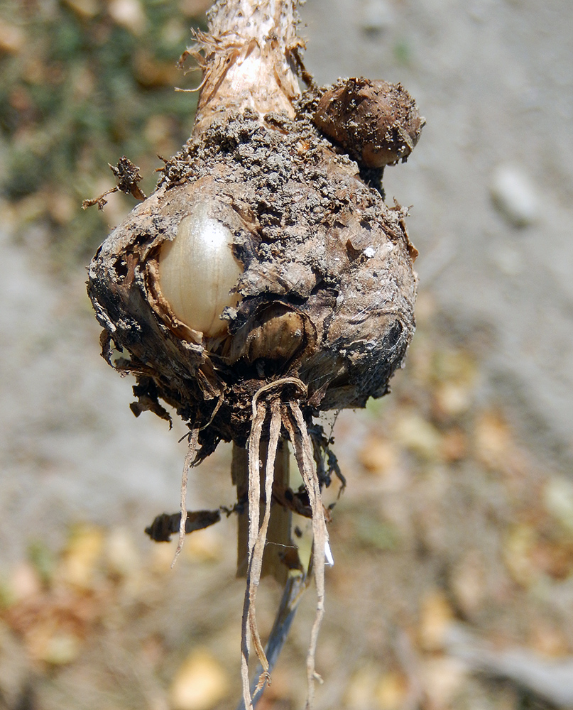 Изображение особи Allium pallens ssp. coppoleri.