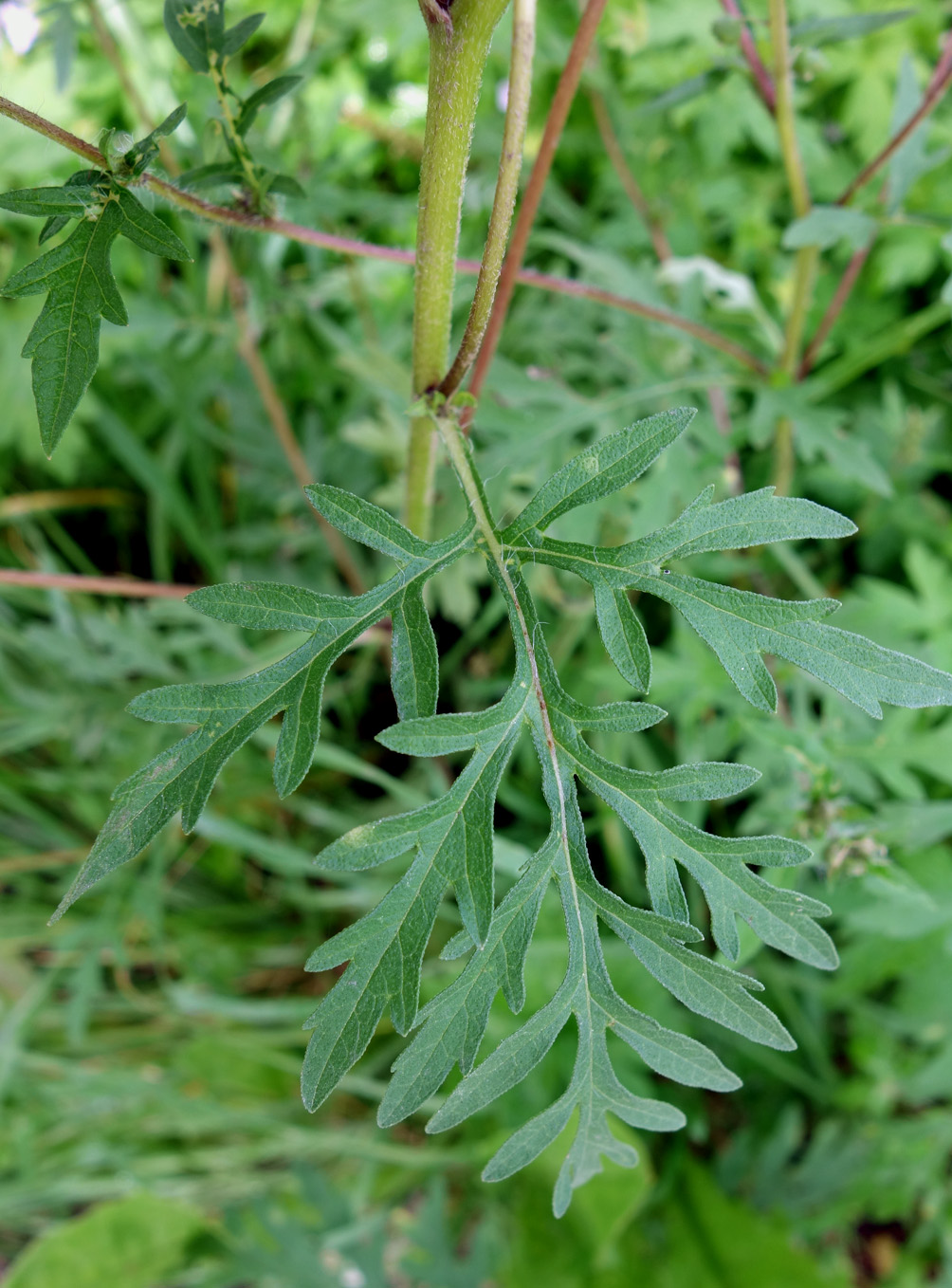 Image of Ambrosia artemisiifolia specimen.