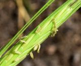 Hordeum spontaneum