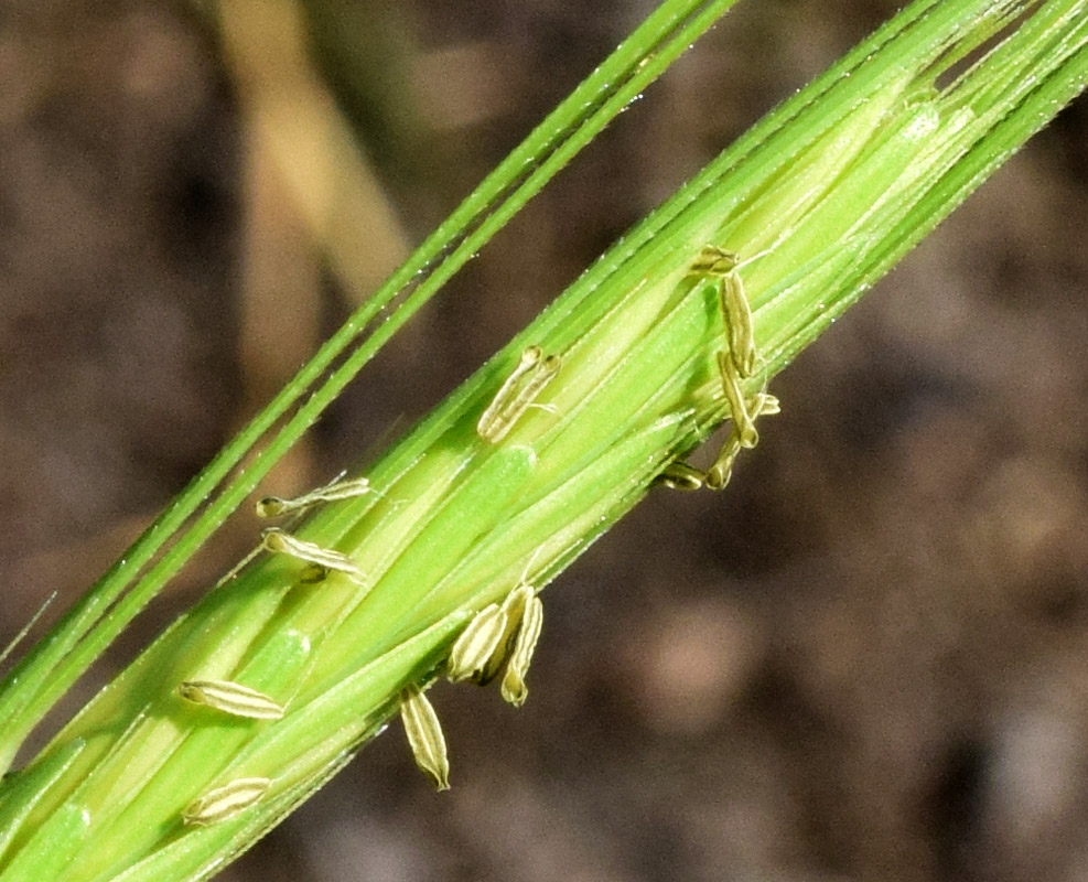 Изображение особи Hordeum spontaneum.