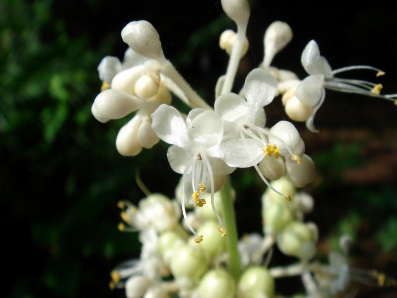 Image of Murdannia japonica specimen.