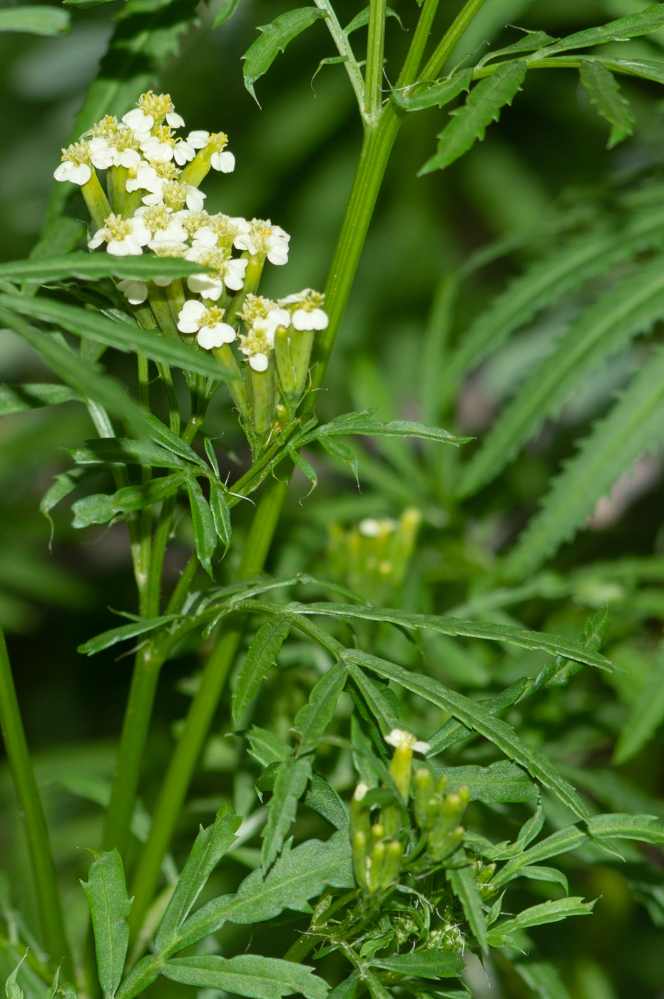 Изображение особи Tagetes minuta.