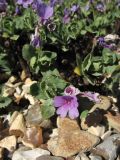 Primula marginata. Цветущее растение. Великобритания, Шотландия, Эдинбург, Royal Botanic Garden Edinburgh, в культуре. 4 апреля 2008 г.