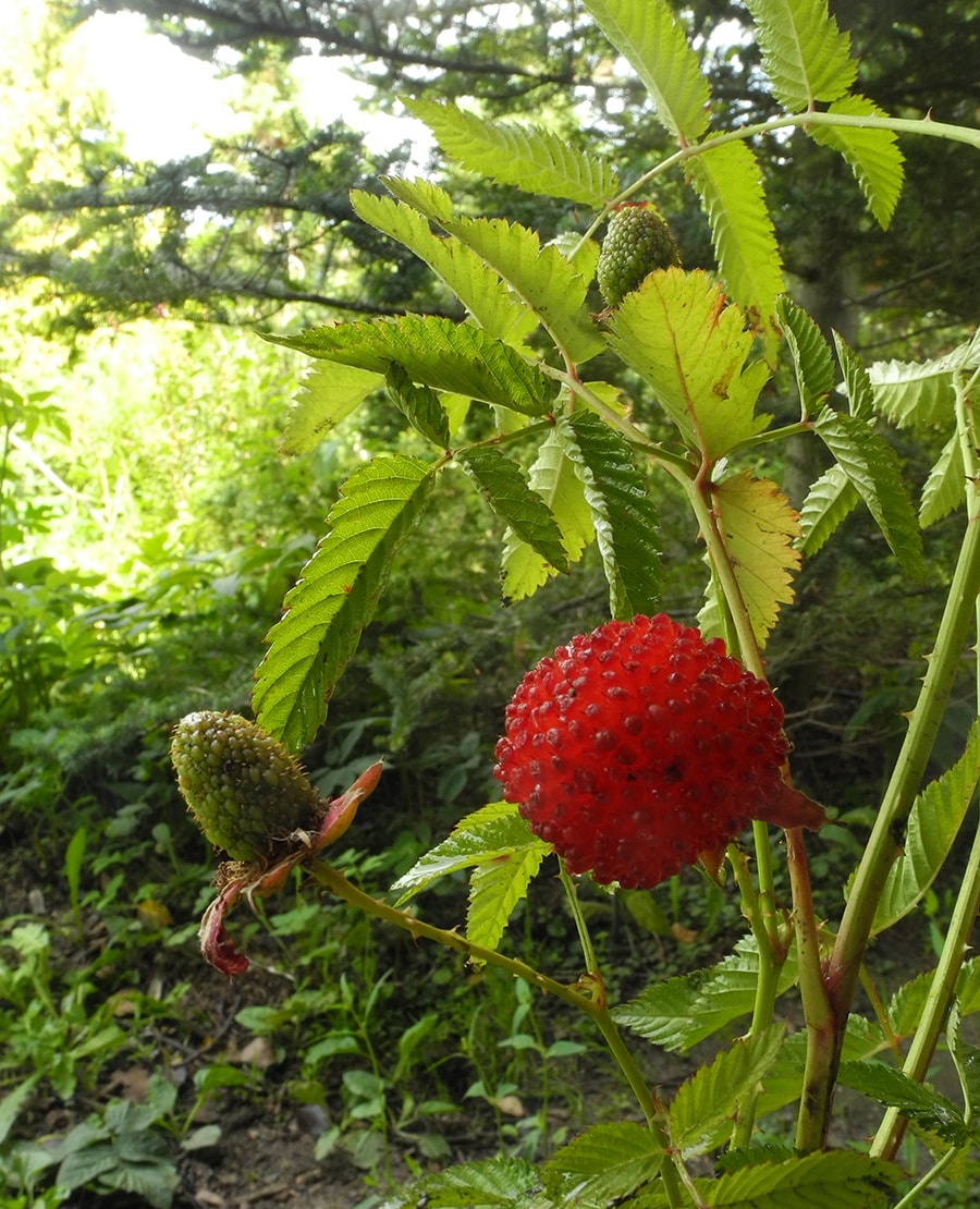 Image of Rubus illecebrosus specimen.