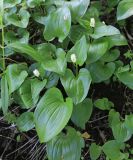 Maianthemum dilatatum