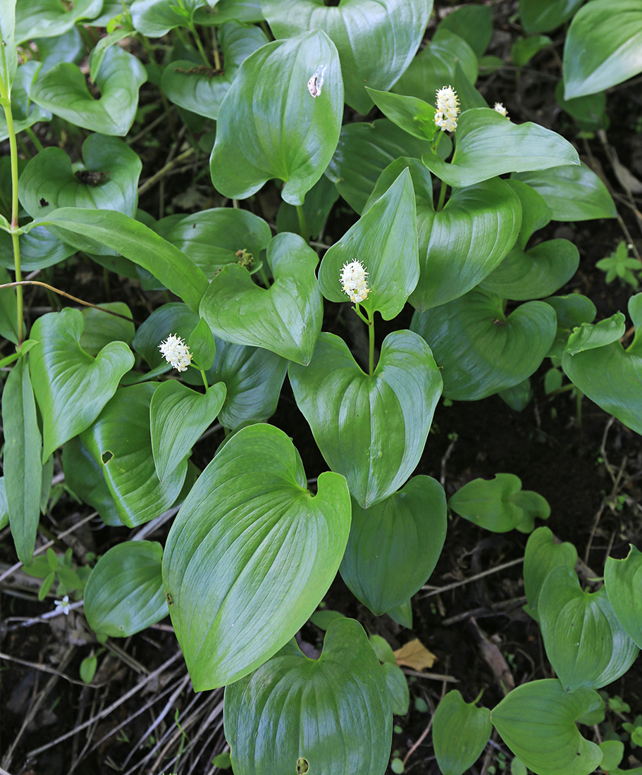 Изображение особи Maianthemum dilatatum.