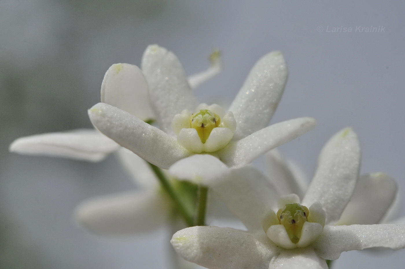 Изображение особи Vincetoxicum ascyrifolium.