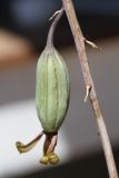 Eulophia petersii
