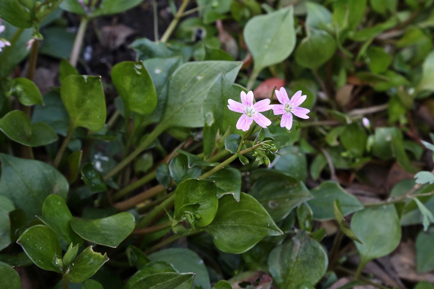 Image of Claytonia sibirica specimen.