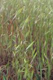 Avena trichophylla