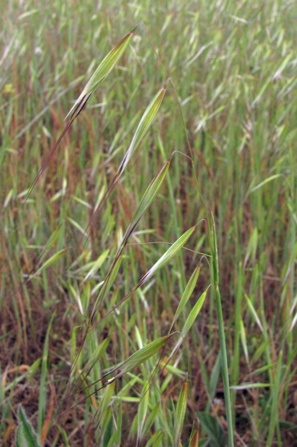 Image of Avena trichophylla specimen.