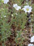 Cerastium porphyrii