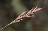 Calamagrostis korotkyi