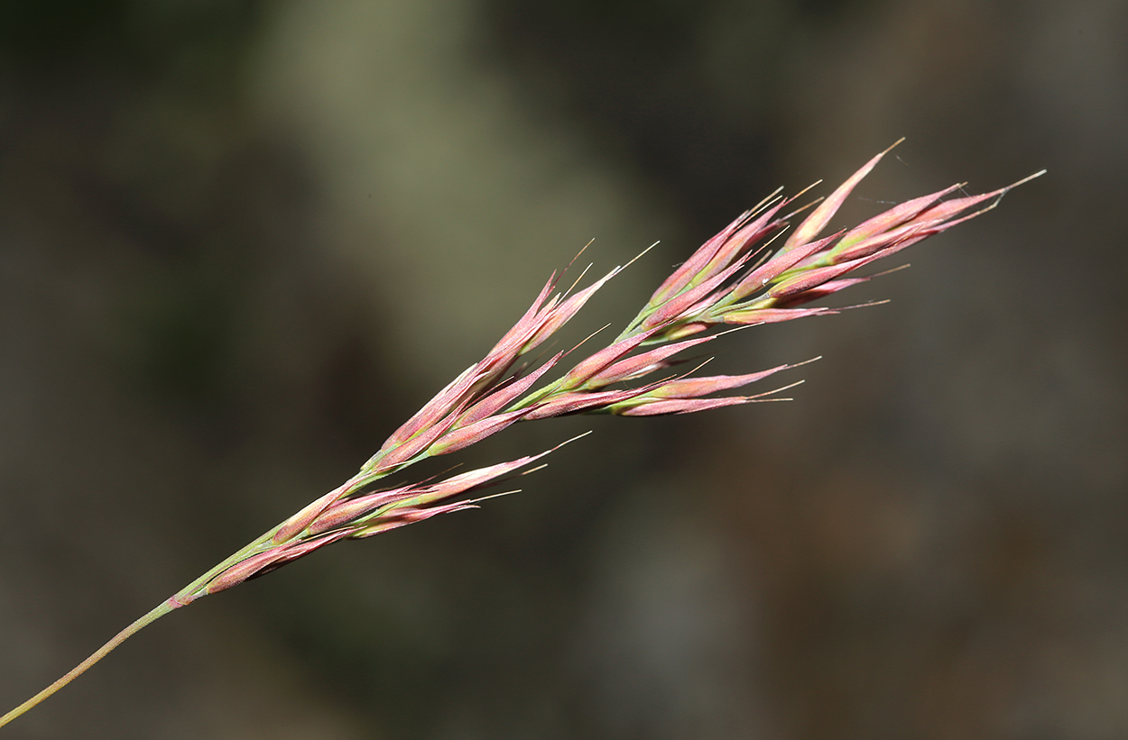 Изображение особи Calamagrostis korotkyi.