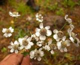 Achillea cartilaginea. Соцветие. Ленинградская область, Выборгский район, экопоселение \"Ясное\". 29 августа 2008 г.