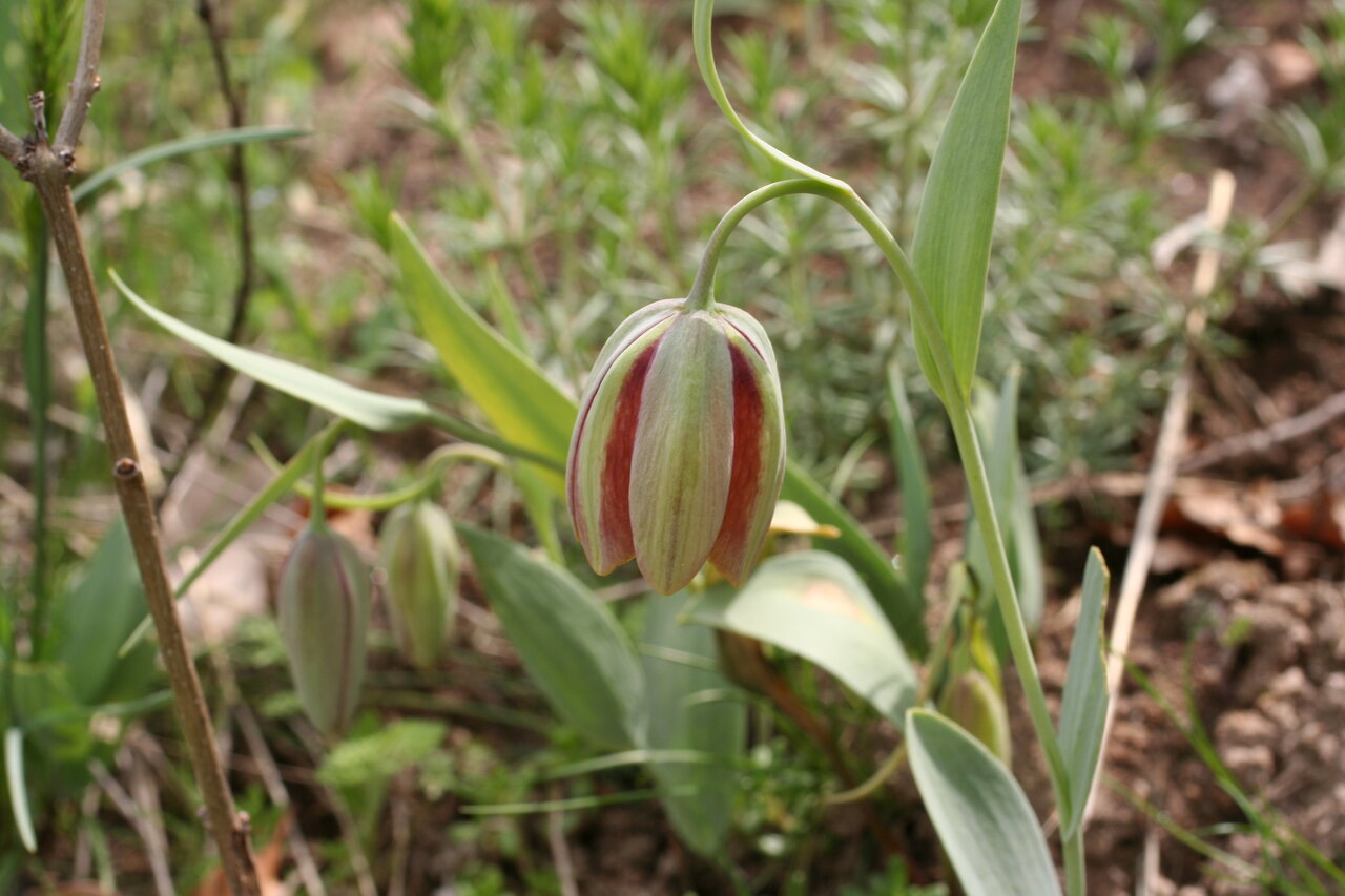 Image of Fritillaria gussichiae specimen.