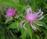 Centaurea jacea. Соцветие. Санкт-Петербург, Петродворцовый р-н, Петергоф, Нижний парк, Финский залив, разнотравный луг у берега. 09.09.2020.