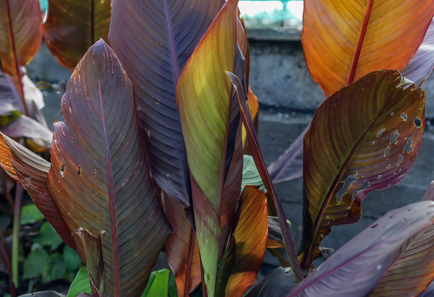 Image of Canna indica specimen.