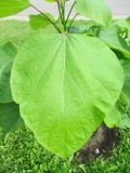 genus Catalpa