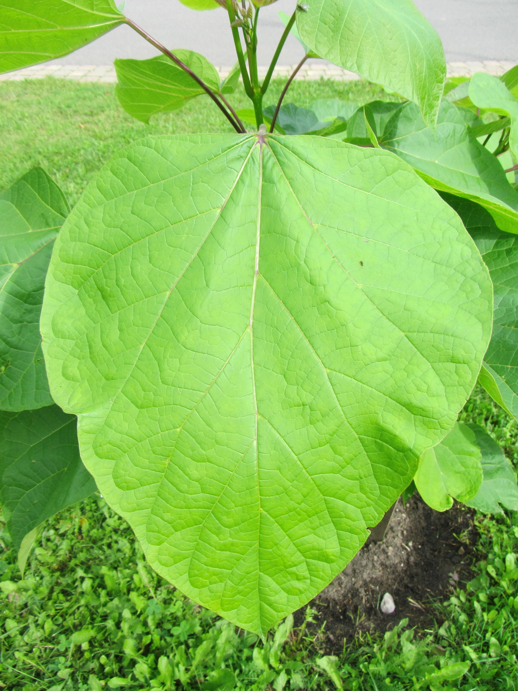 Image of genus Catalpa specimen.