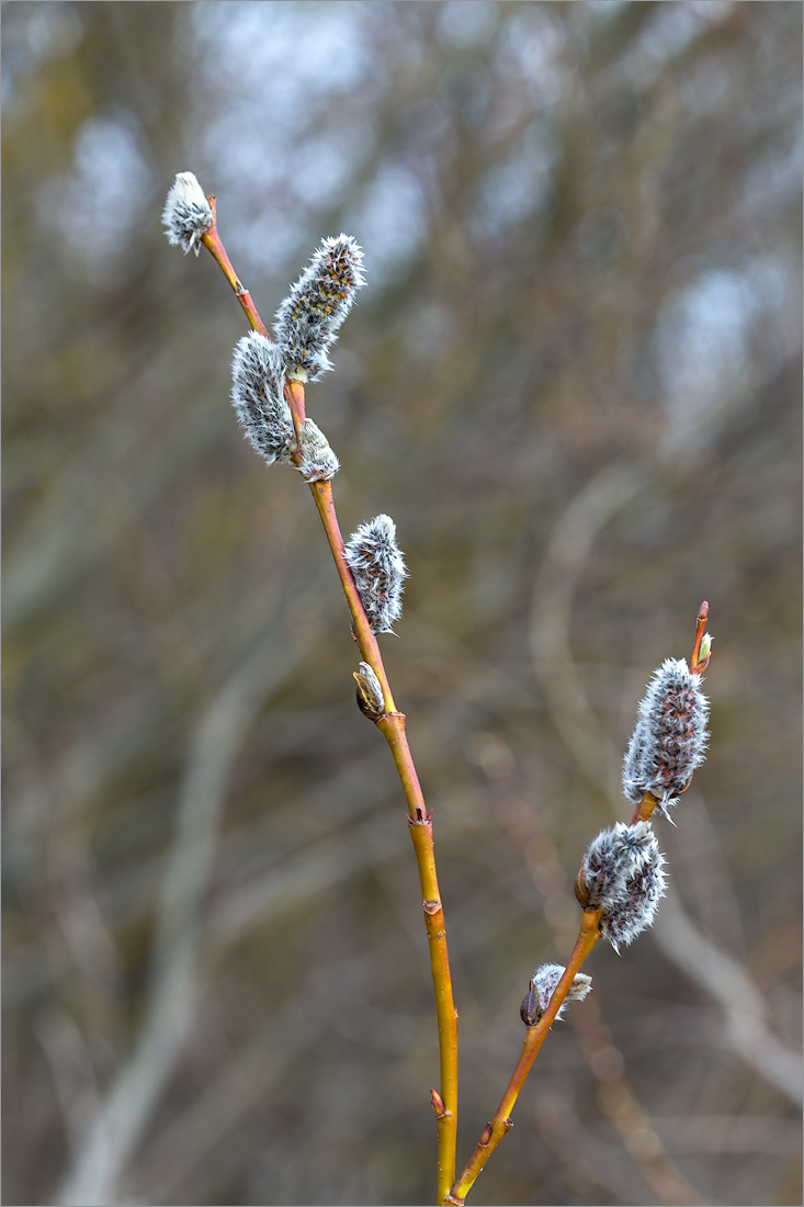 Image of genus Salix specimen.