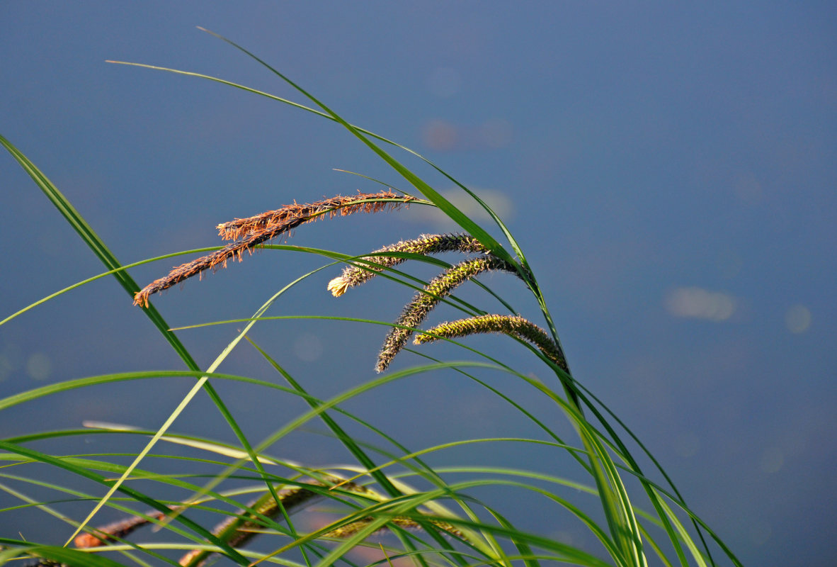 Изображение особи Carex acuta.