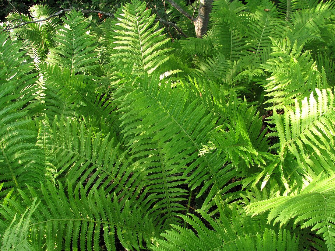 Image of Matteuccia struthiopteris specimen.