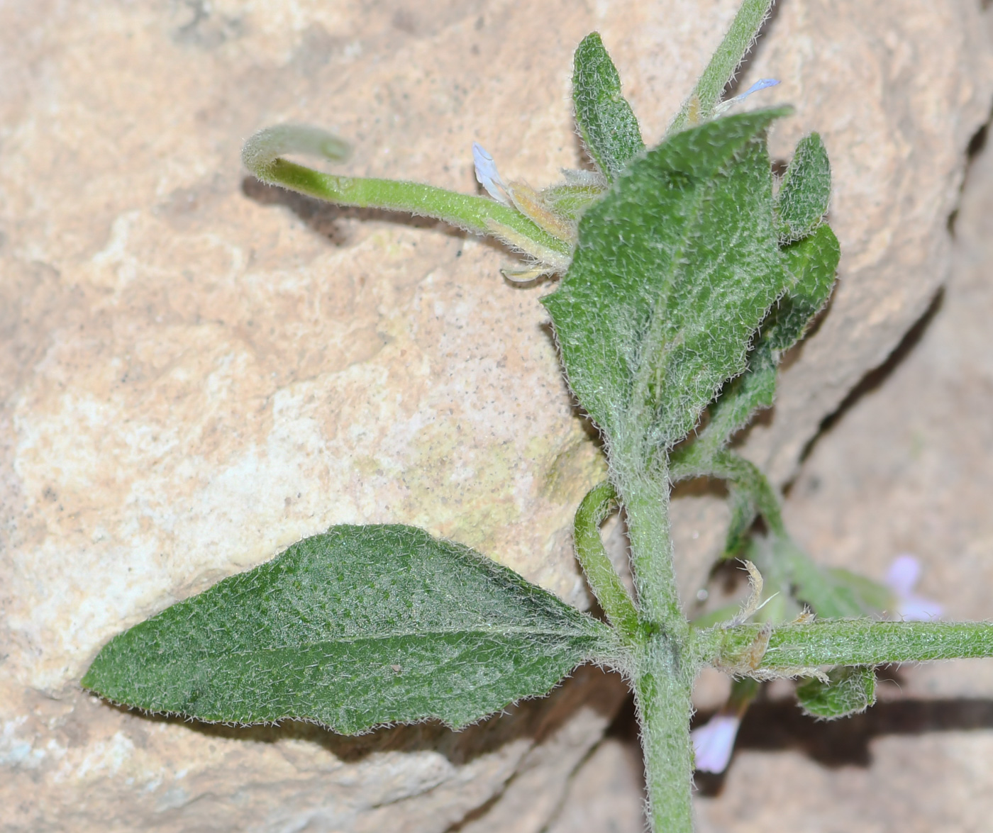 Image of Strigosella africana specimen.