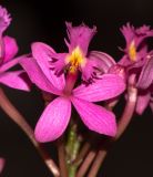 genus Epidendrum