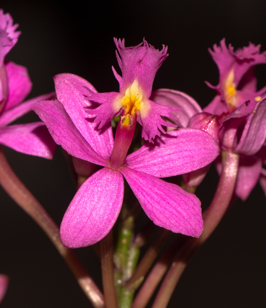 Изображение особи род Epidendrum.