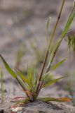 Anisantha tectorum