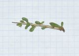 Image of taxon representative. Author is Татьяна Мальчинская