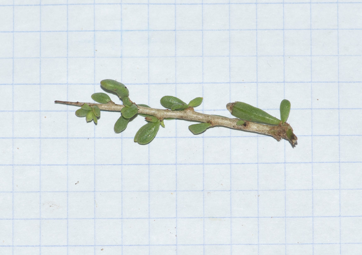 Image of Lycium tetrandrum specimen.