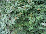 Lonicera japonica. Часть цветущего растения. Таджикистан, р-н Рудаки, пос. Чимтеппа, в культуре. 02.06.2018.